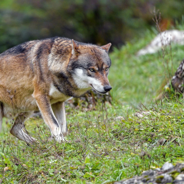 Палевый волк