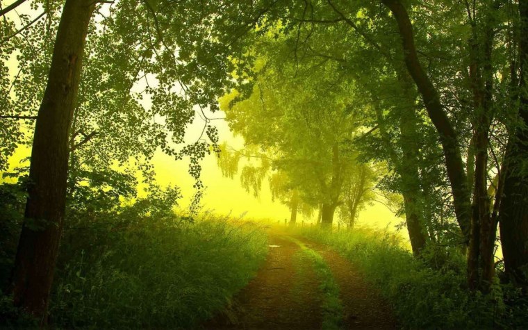 Зеленый лес