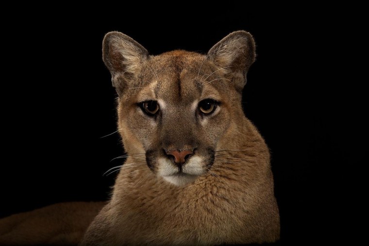 Животные с карими глазами