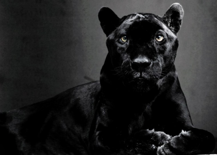 Оскал пантеры