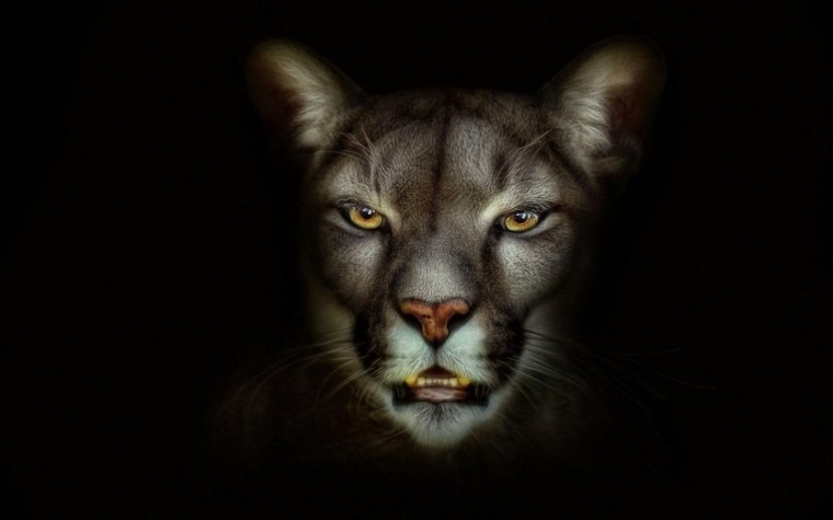 Портреты животных