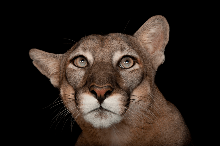 Joel Sartore National Geographic