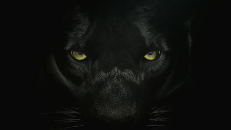 Глаза пантеры