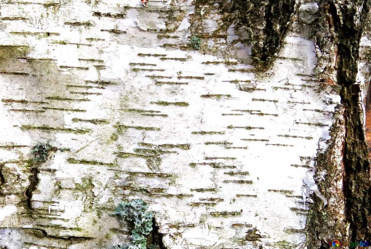 Береста для письма