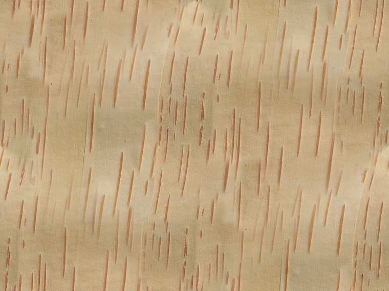 Береста дерево