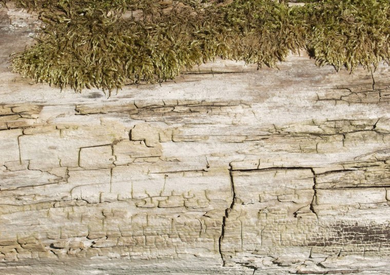 Береста кора березы