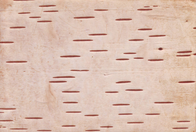 Березовая кора береста