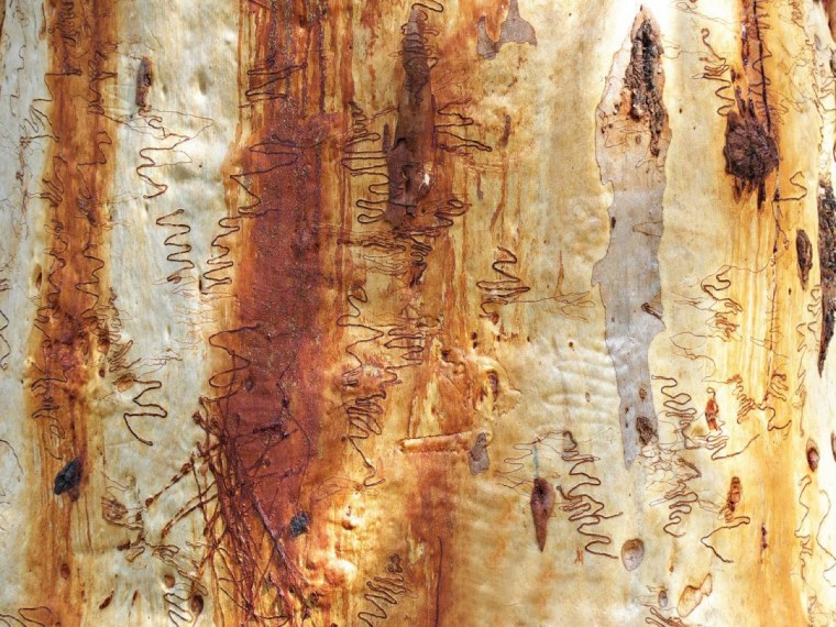 Береста для детей