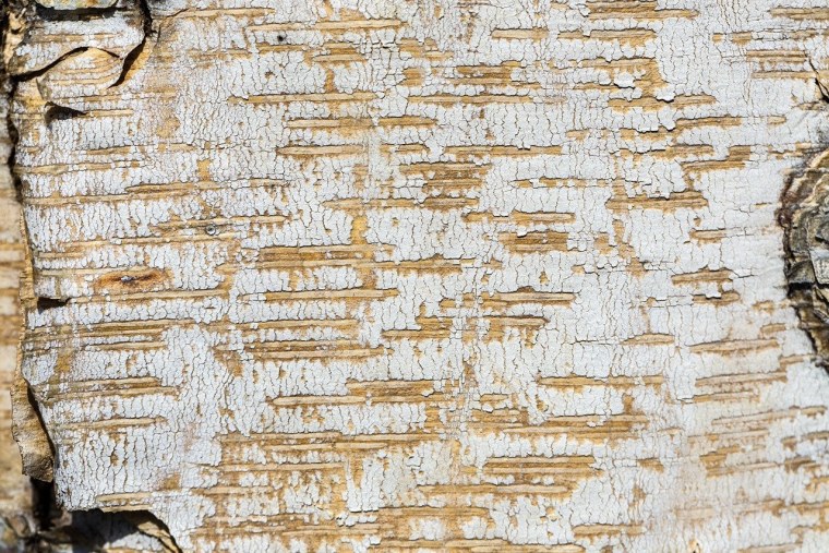 Кора березы вектор береста