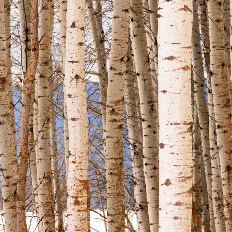 Береста фон