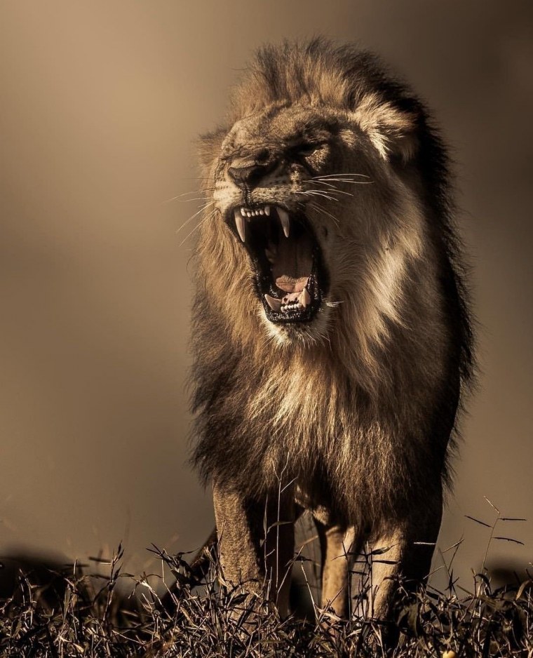 Свирепый Лев