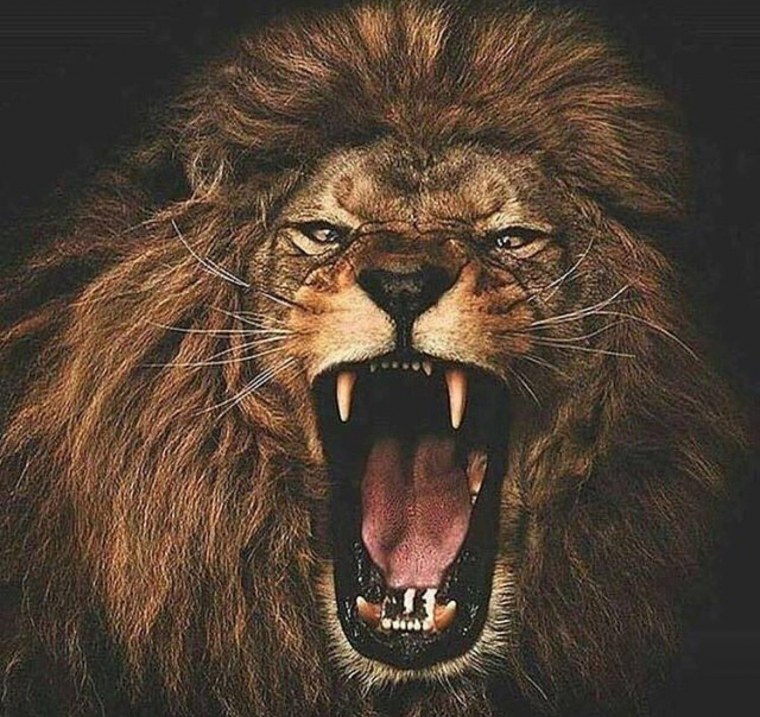 Черный Лев оскал