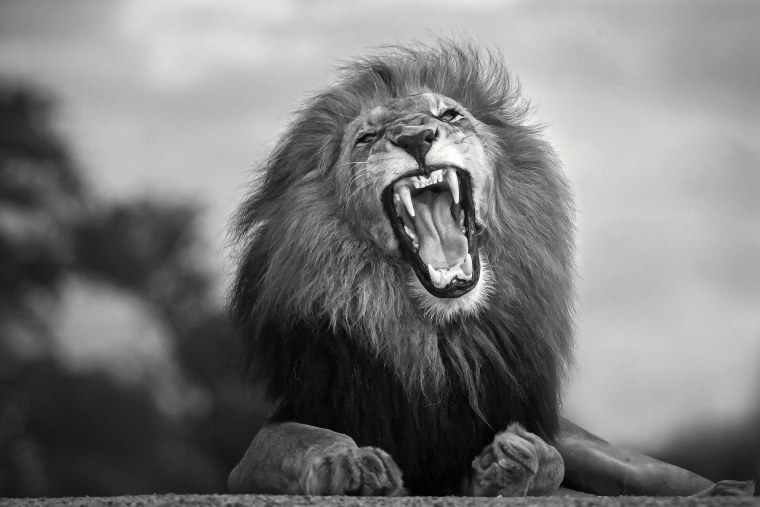 Агрессивный Лев