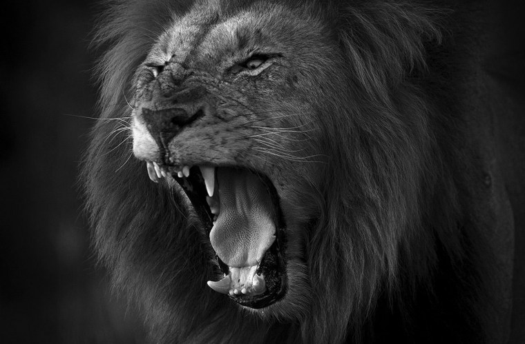 Лев рычит