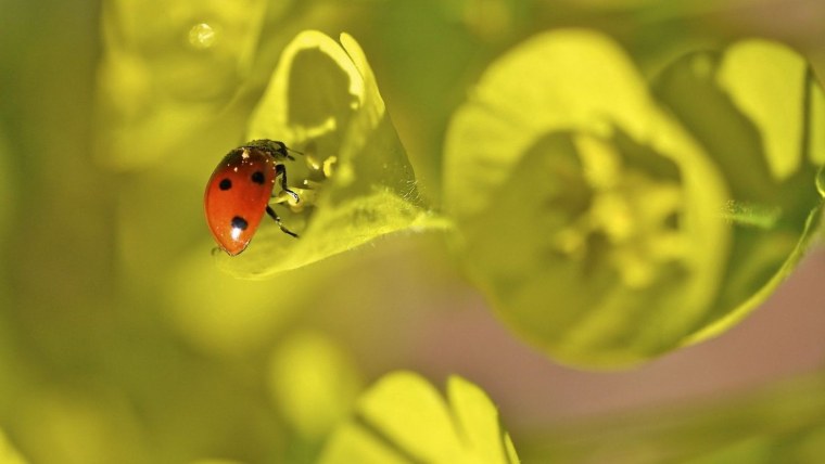 Макросъёмка Божья коровка