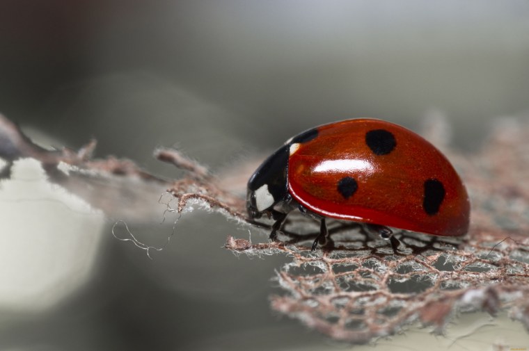 Чёрная Божья коровка с красными точками