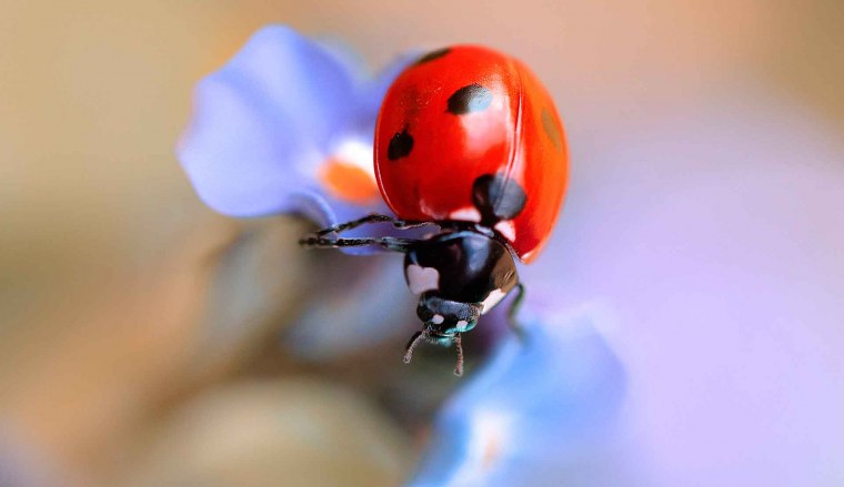 Макросъёмка Божья коровка