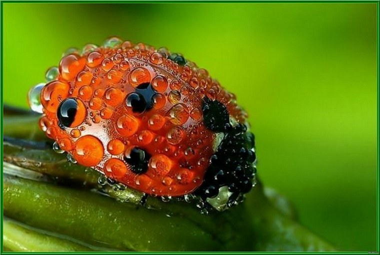 Обои на рабочий стол Божья коровка