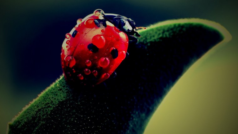 Божьи коровки на цветах