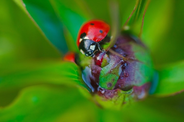 Божья коровка на синем фоне