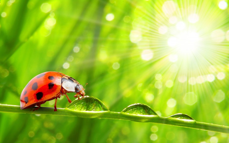 Красивые макрофотографии цветов