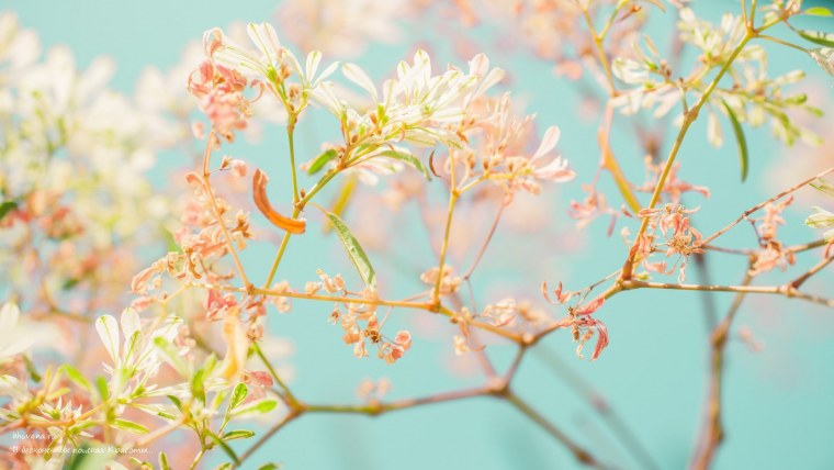 Цветущая вишня Эстетика