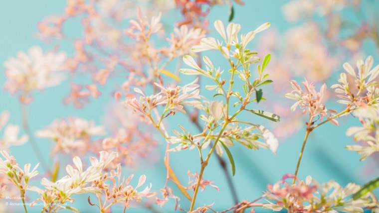 Обои на ноутбук цветы