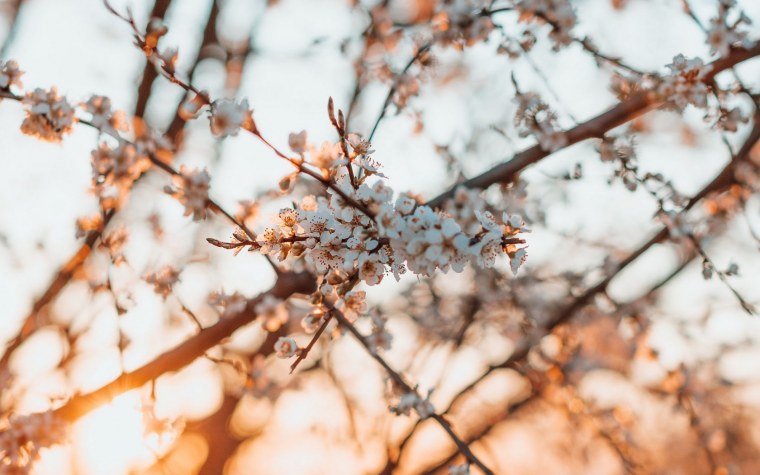 Аниме Эстетика