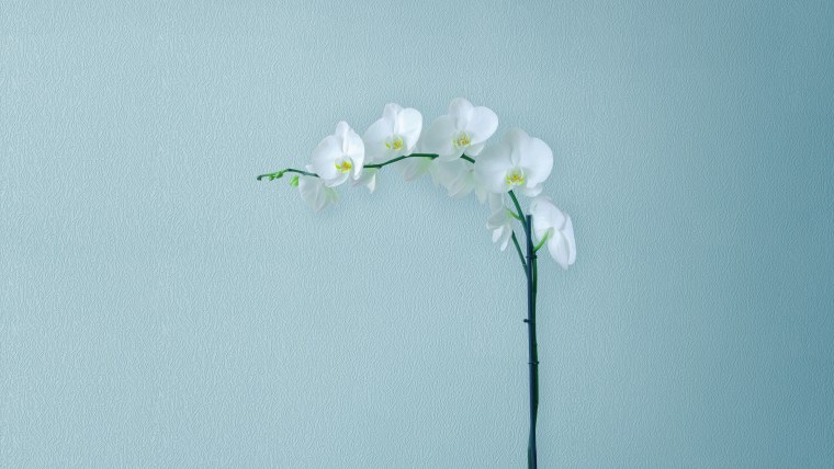 Сакура Пинтерест Эстетика