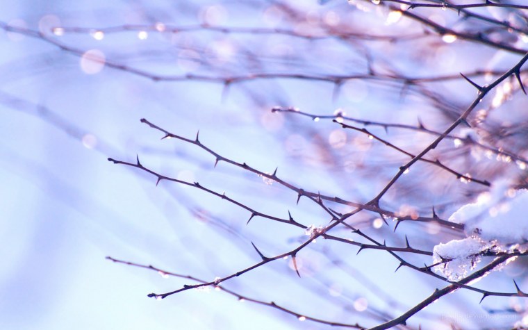 Черри блоссом