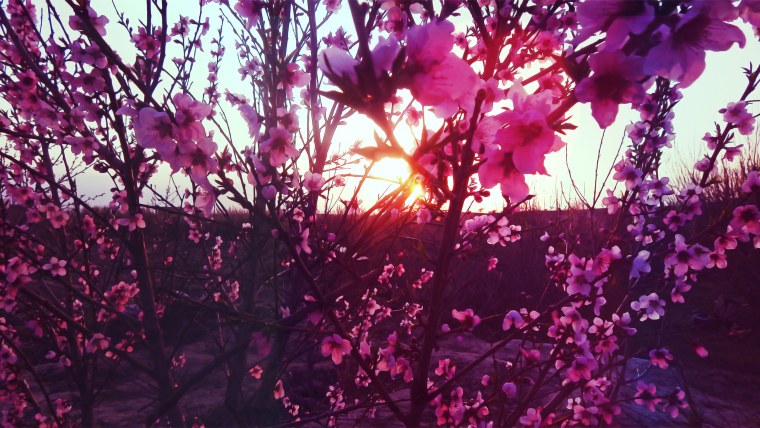 Заставка на рабочий стол в нежных тонах