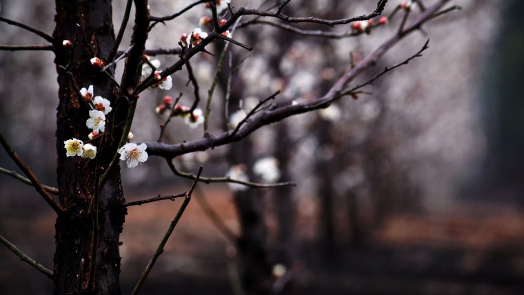 Весна ветки