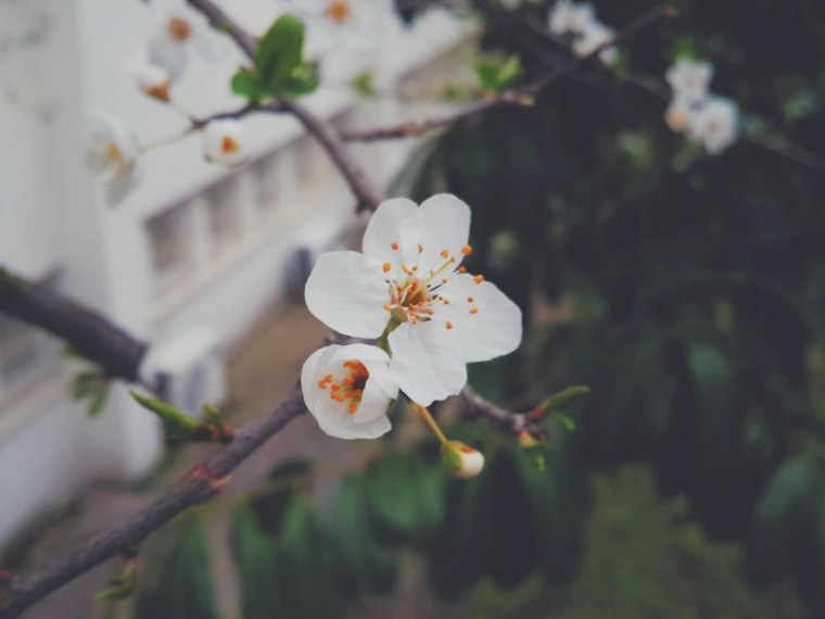 Цветы в коричневых тонах