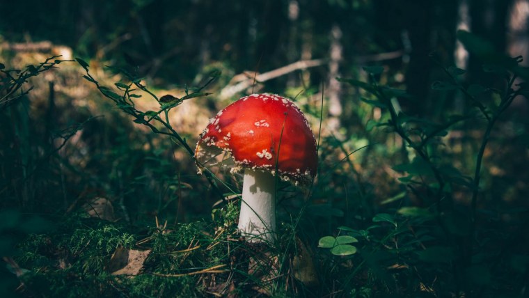 Микродозинг мухоморов