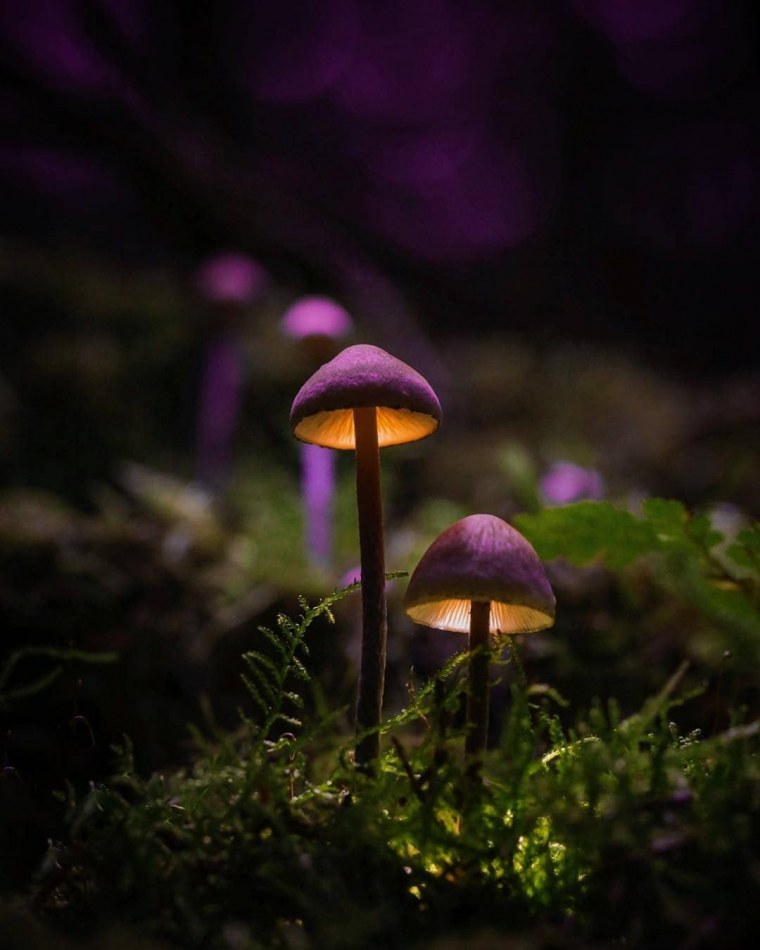 Мушрумс грибы Мэджик машрумс