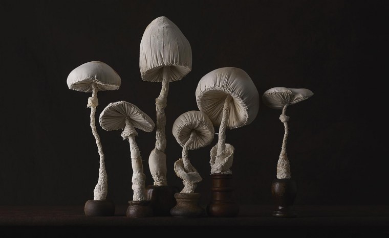 Арт Эстетика грибы ГОБЛИНКОР