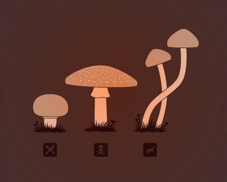 Грибы красивые фото