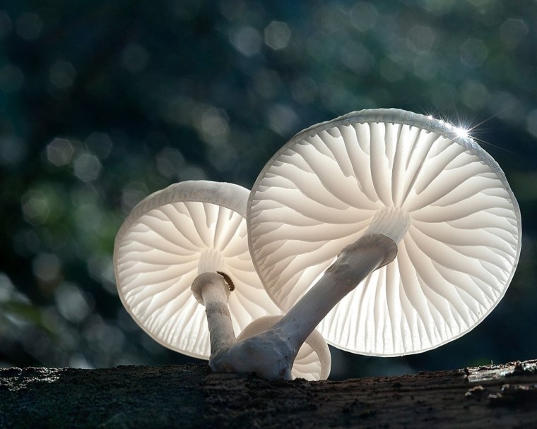 Грибы в лесу Эстетика