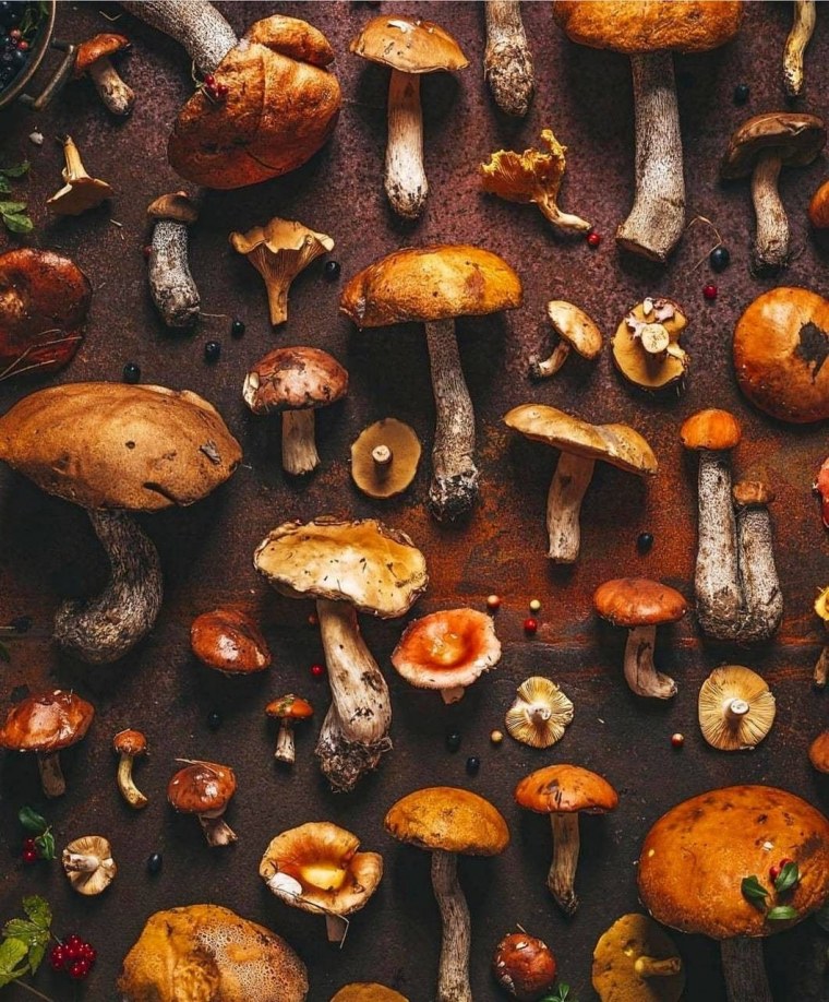 Гриб моримуха Лесной опенок