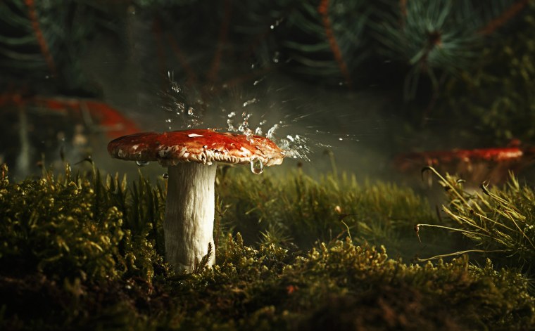 Корзина с грибами картинки