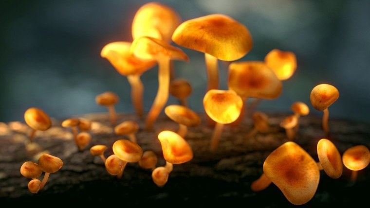 Инди КИД девочка мухомор