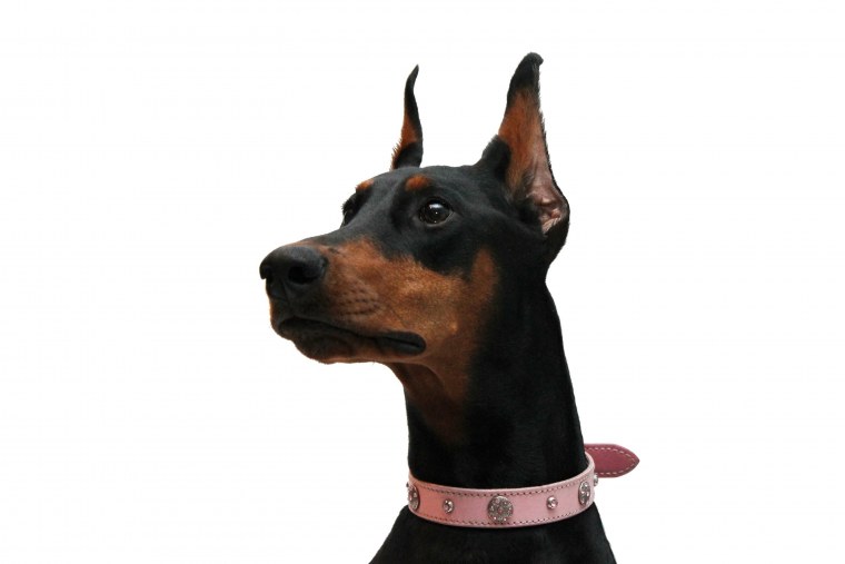 Доберман Эстетика