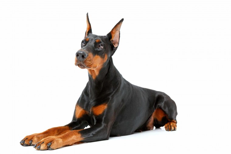 Собака Доберман на белом фоне