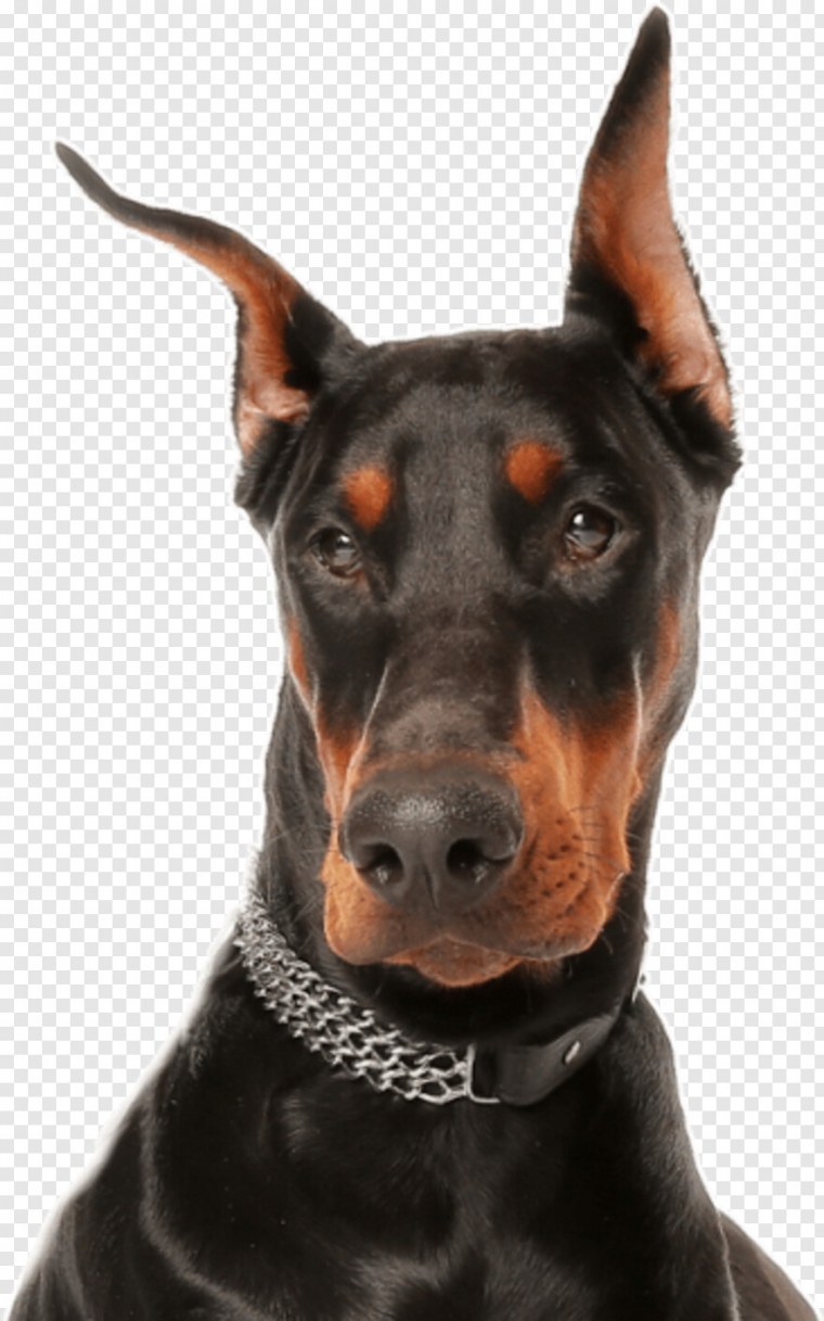 Доберман пинчер без фона
