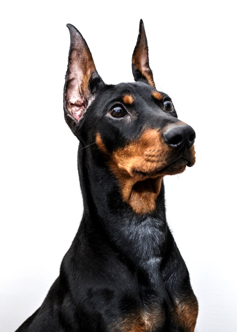 Жесткошерстный пинчер