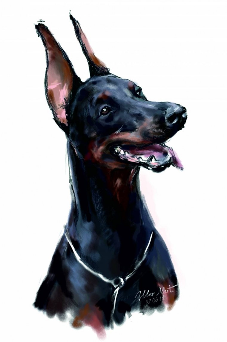 Доберман портрет