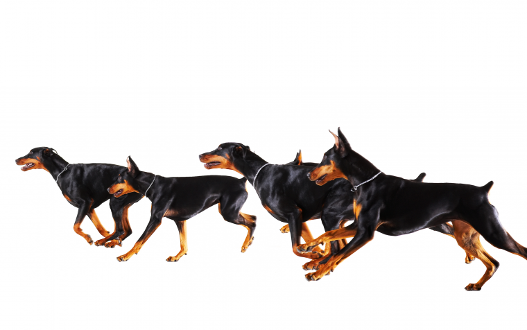 Щенок добермана на белом фоне