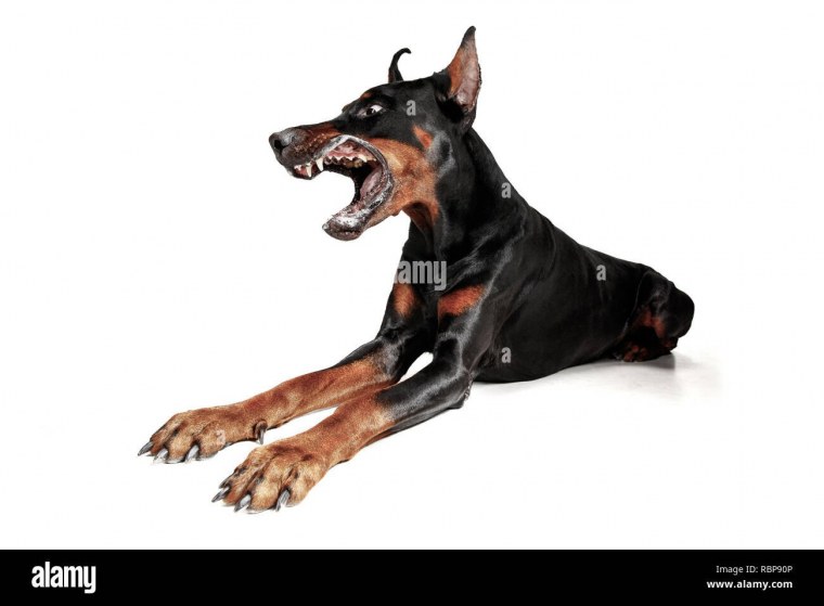 Немецкий дог на белом фоне