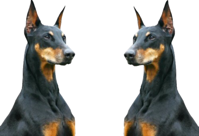 Доберман пинчер на белом фоне