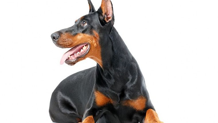 Доберман пинчер на белом фоне